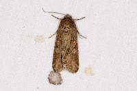 Spodoptera exigua