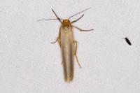 Manulea complana