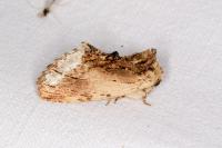 Ptilodon cucullina