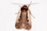Ochropleura plecta