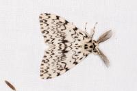 Lymantria monacha