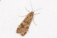 Nomophila noctuella