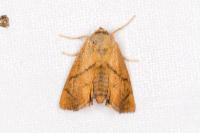Apoda limacodes