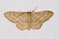Idaea aversata