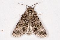 Acronicta megacephala