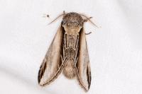 Pheosia tremula