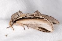 Pheosia tremula