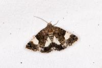 Tyta luctuosa