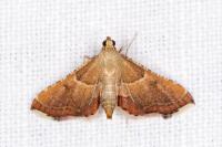 Endotricha flammealis