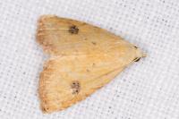 Rivula sericealis