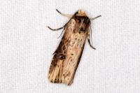 Axylia putris