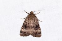 Amphipyra pyramidea