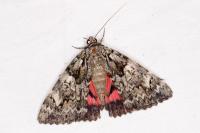Catocala promissa