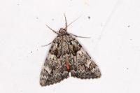 Catocala promissa