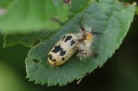 Orgyia antiqua