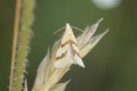 Aethes bilbaensis
