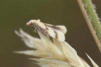 Aethes bilbaensis