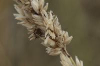 Aethes bilbaensis