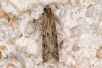 Phycitodes