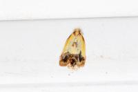 Agapeta zoegana