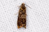 Grapholita janthinana
