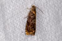 Grapholita janthinana