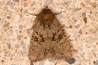 Mesapamea secalella/secalis