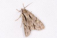 Acronicta sp (psi/tridens)