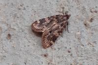 Aglossa caprealis