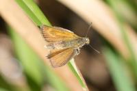 Thymelicus acteon