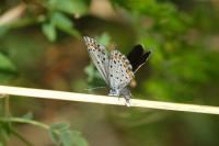 Plebejus argyrognomon