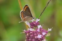 Aricia agestis