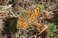 Melitaea phoebe