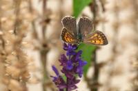 Lycaena tityrus