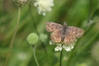 Erynnis tages