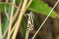 Emmelia trabealis