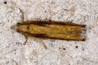 Eucosma obumbratana