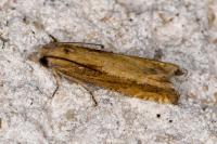 Eucosma obumbratana