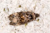 Endothenia