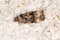 Endothenia