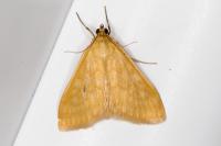 Sitochroa verticalis