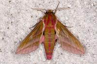 Deilephila elpenor