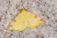 Opisthograptis luteolata