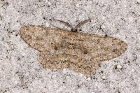 Hypomecis punctinalis