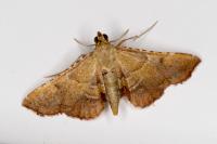 Endotricha flammealis