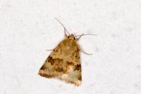 Heliothis viriplaca