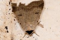 Lygephila craccae