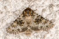 Hecatera dysodea