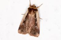 Ochropleura plecta