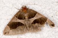 Dysgonia algira